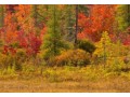 memorial-trees-for-sympathy-near-me-small-0