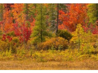 Memorial Trees For Sympathy Near Me