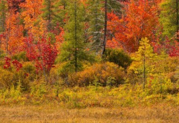 memorial-trees-for-sympathy-near-me-big-0