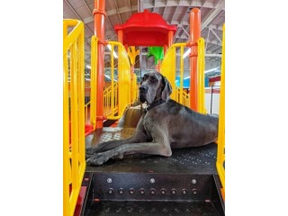 Boarding Training Los Angeles | Expert Dog Care Services