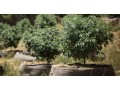 riococo-mmj-offers-the-best-quality-brick-of-coco-coir-small-0