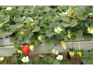 Procure the lightweight, reusable, and 100% organic growing bags for strawberries