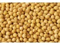 eagle-asia-the-leading-soyabean-supplier-offers-superior-quality-organic-raw-soybeans-small-0