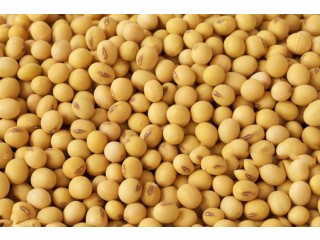 Eagle Asia the leading soyabean supplier offers superior-quality organic raw soybeans