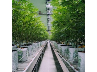 Growing mediums for cannabis